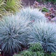 Festuca glauca