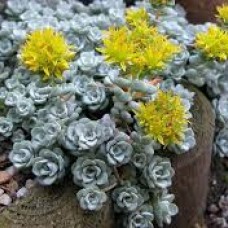 Sedum spathulifolium "Cape blanco"