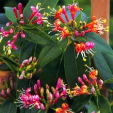 Lonicera henryi