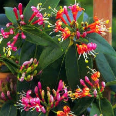 Lonicera henryi