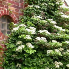 Hydrangea petiolaris