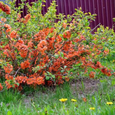 Chaenomeles x superba  "Orange Trail"