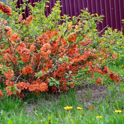 Chaenomeles x superba  "Orange Trail"