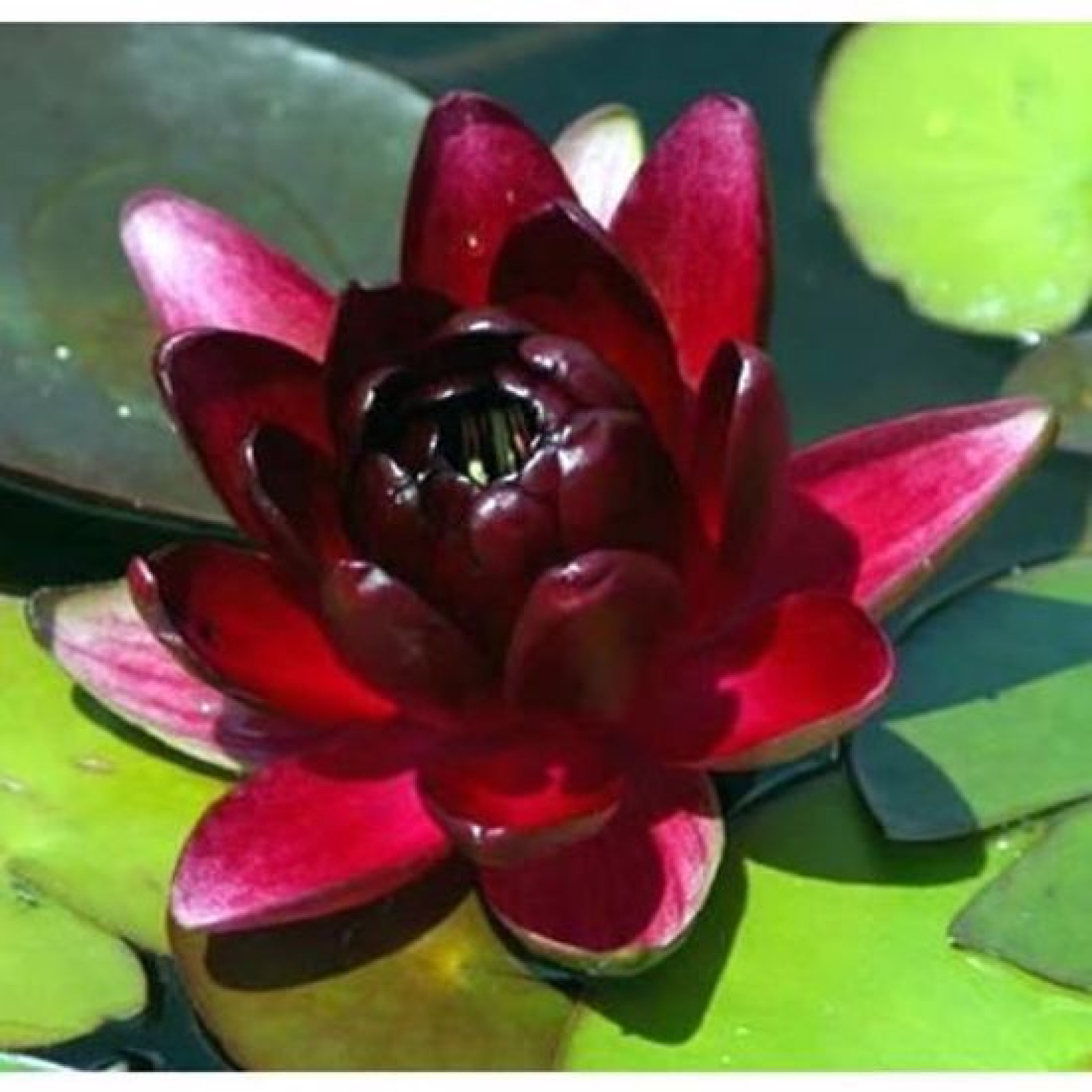 Nymphaea "Almost Black" - Rasadnik „Jelena”