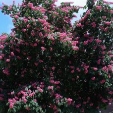  Aesculus hippocastanum var. rubra