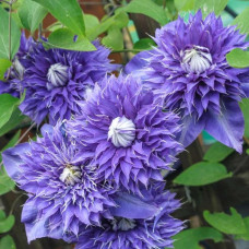 Clematis "Multi Blue"