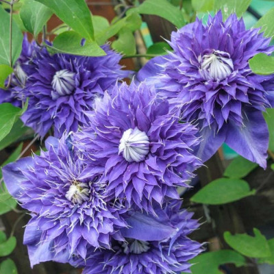 Clematis "Multi Blue"