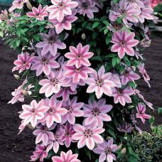 Clematis "Nelly Moser"