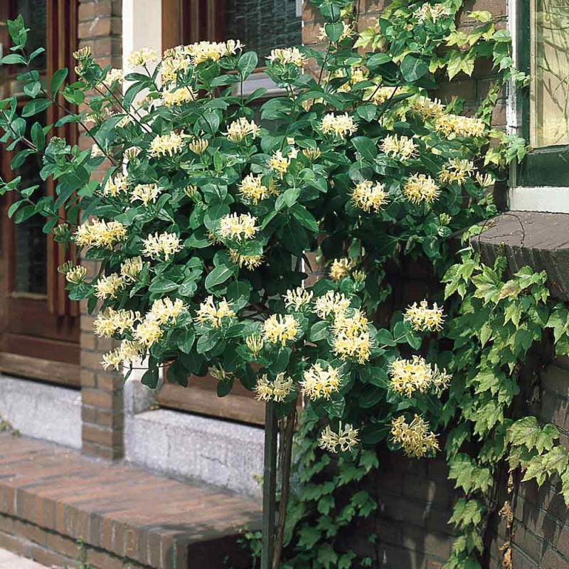 Lonicera Japonica Halliana Geißblatt - Winterharte Kletterpflanze 40-60 Cm