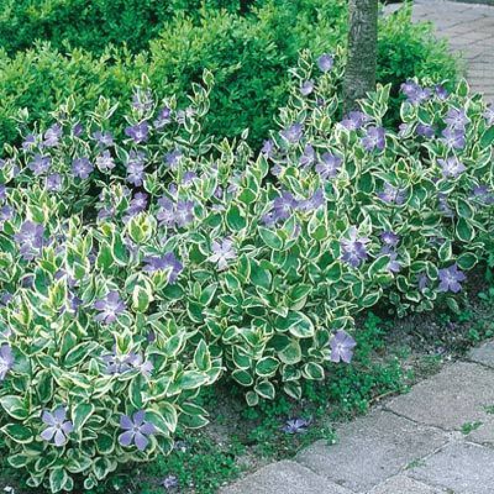 Барвинок пестролистный в кашпо