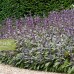 SALVIA OFFICINALIS PURPURASCENS