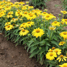 Echinacea p. " Yellow"