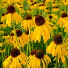 Echinacea "Yellow Mellow"