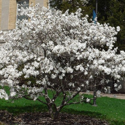 Magnolia  "Cobus"