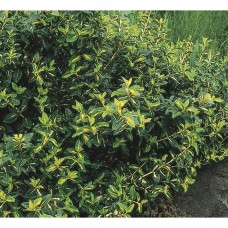  Euonymus  " Moonshadow"