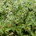 Heucherella "Kimono"