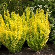 Berberis thunbergii "Golden Dream"