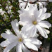 Magnolia  "Cobus"