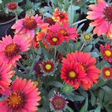 Gailardia "Red"