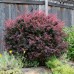 Berberis thunbergii atropurpurea