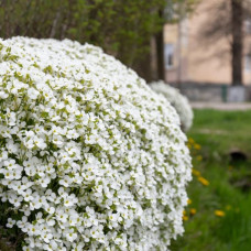 Aubrieta "Alba"