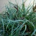 Carex flaca "Blue Zinger"