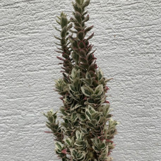 Euonymus japonicus " White Spire"