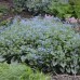 BRUNNERA MACROPHYLLA „JACK FROST“