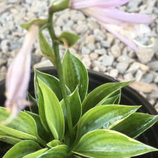 Hosta  "Allan P Mcconnell"