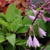 Hosta Purple Heart