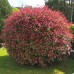 PHOTINIA FRASERI „RED ROBIN“ PHOTINIA FRASERI „RED ROBIN“