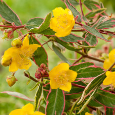  Hypericum moserianum  "Tricolor" 