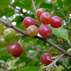 Eleagnus umbellata " Sweet n sour"