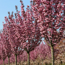 Prunus serrulata "Royal Burgundy"