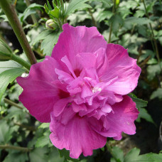 Hibiscus "Purple Rufles"