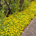 Sedum kamtschaticum 'Golden Carpet"