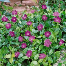 Vinca minor  "Atropurpurea"