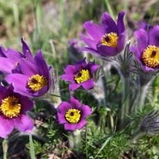 Pulsatilla Homeopathic