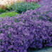 CAMPANULA PORTENSCHLAGIANA