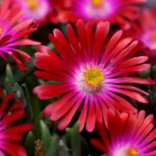 Delosperma " Jewel of desert garnet"