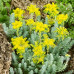 SEDUM RUPESTRE BLUE