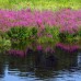 Lythrum salicaria