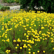 SANTOLINA ROSMARINIFOLIA