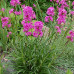 Lychnis viscaria 'Splendens'
