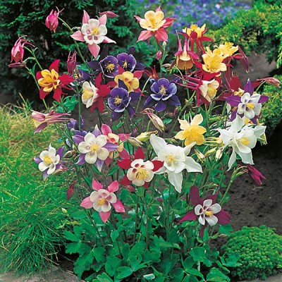 Aquilegia