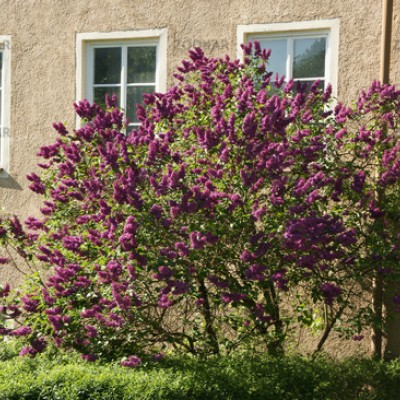 Syringa vulgaris Andenken