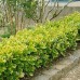 Euonymus japonicus aureus Euonymus japonicus aureus