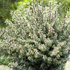 Thymus silver variegatum