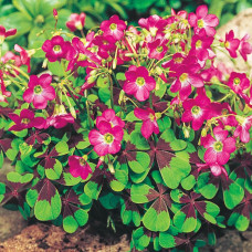 Oxalis