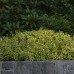EUONYMUS FORTUNEI „EMERALD’N GOLD“